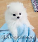 chiots spitz nain adorable