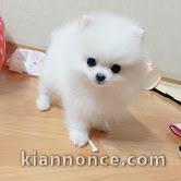 chiots spitz nain adorable