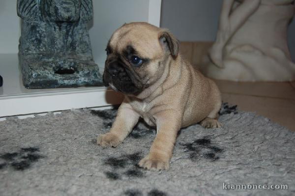 Adorable bouledogue français