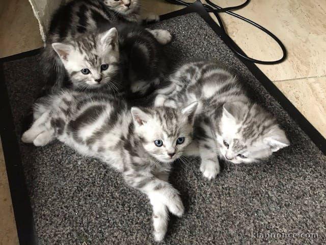 2  chatons British Shorthair tigrés