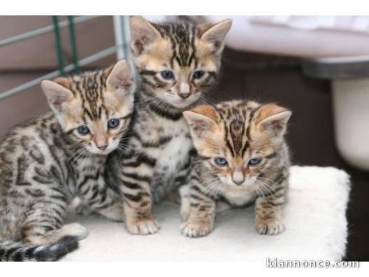 chatons bengal non LOOF 