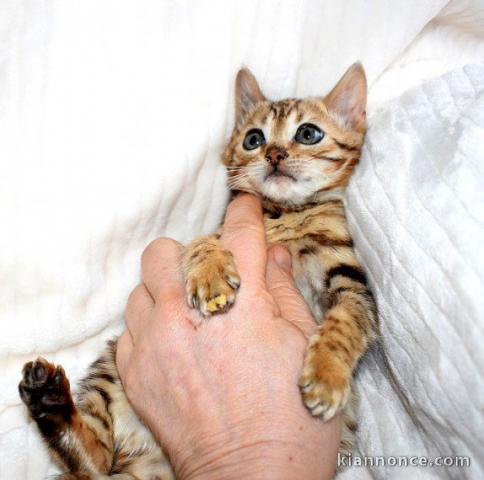 Chaton du Bengale à aimer