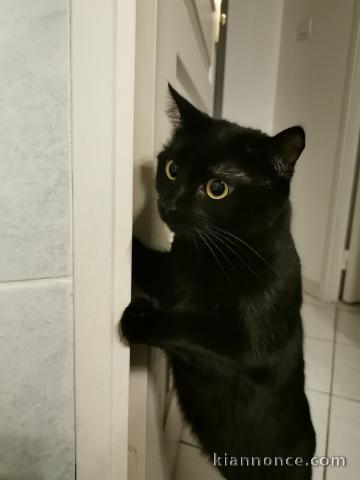 Donne chatte noire de 2 ans et 5 mois