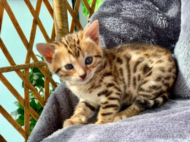 chatons bengal non LOOF 