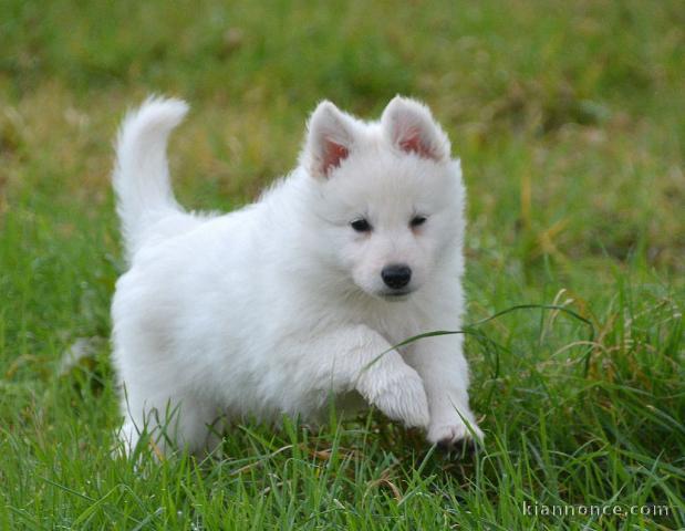 Chiots Berger Blanc Suisse à donner qu\\\