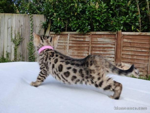 Chaton du Bengale à aimer