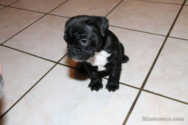 A donner chiots bouledogue français