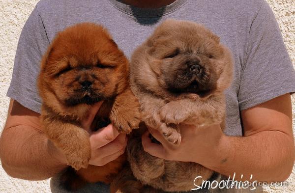 Adorables bébés chow chow LOF