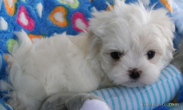 A donner chiots bichon maltais de pure race