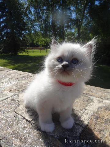 Très beau chatons de race Sacré de Birmanie