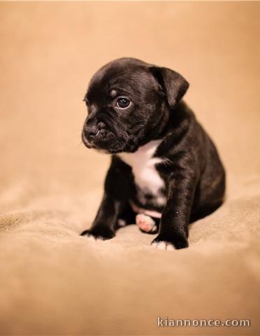 A donner Chiots staffordshire bull terrier