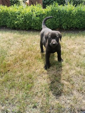 chiots mélange labrador  Mâle et une Femelle