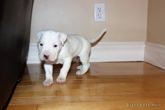 A donner chiots Dogue argentin