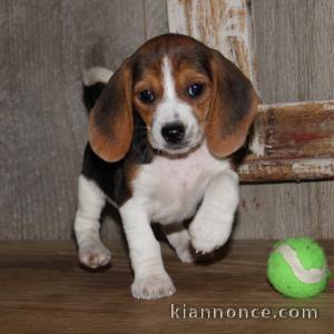 Chiots Beagle, tricolores