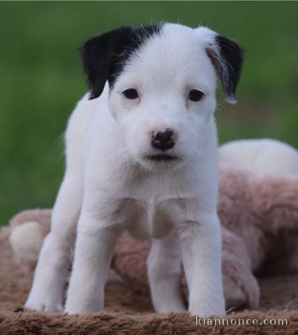 A donner chiots Jack Russel