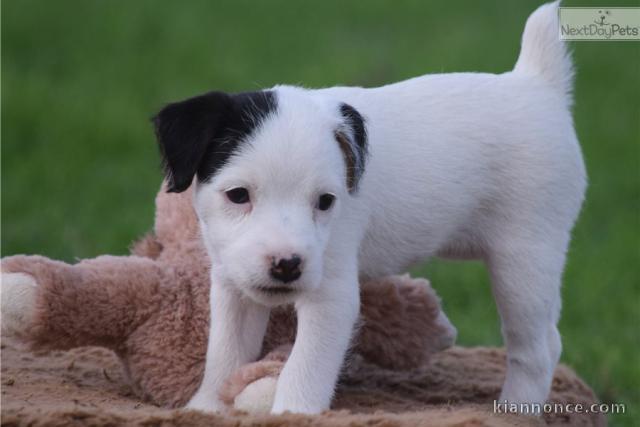 A donner chiots Jack Russel