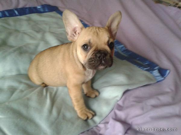 chiots type bouledogue français