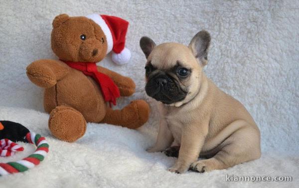 chiots type bouledogue français