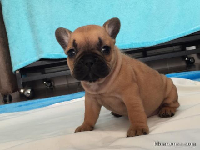 chiots type bouledogue français