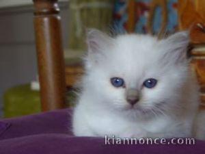 magnfiques chatons sacres de birmanie a reserve