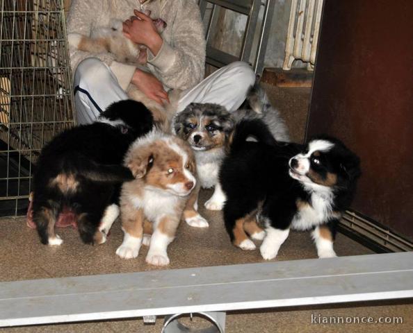 Magnifique chiots berger australien a donner 