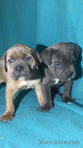 A donner Chiots cane corso