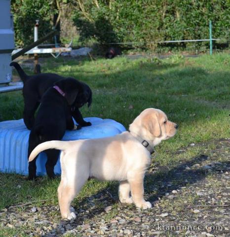 A donner chiots labrador