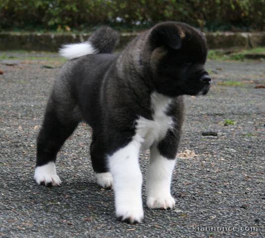 A donner Chiots de race Akita américain