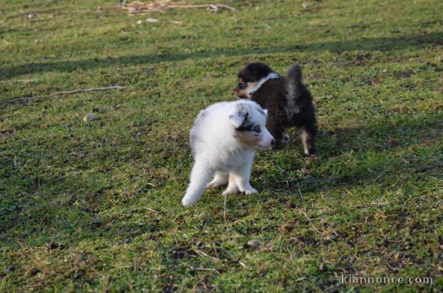 Magnifique chiots berger shetland a donner