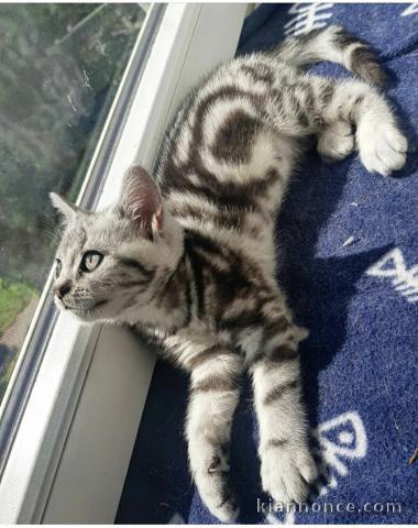 Deux chatons British Shorthair tigrés 