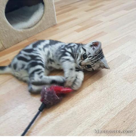 Deux chatons British Shorthair tigrés en adoption 