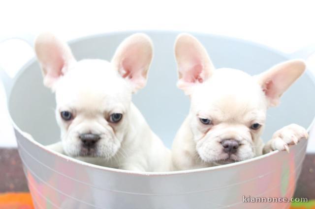 magnifiques Chiots Bouledogue Français