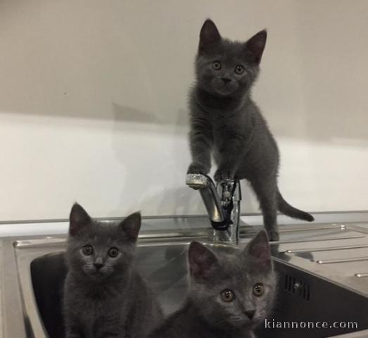 2 bébés chartreux  à adopter