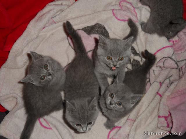 2 bébés chartreux  à adopter