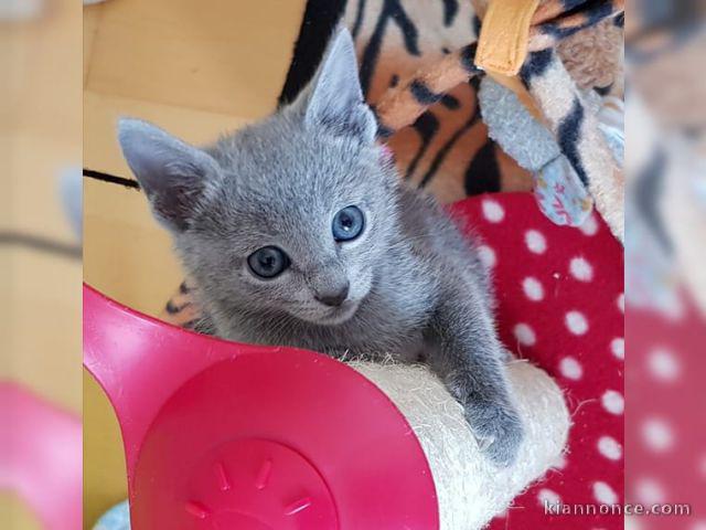 2 chatons chartreux (1 mâle et 1 femelle).