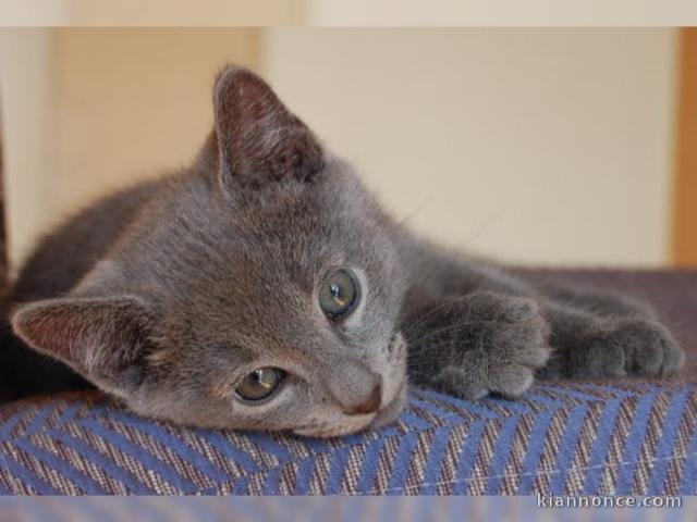 2 chatons chartreux (1 mâle et 1 femelle).