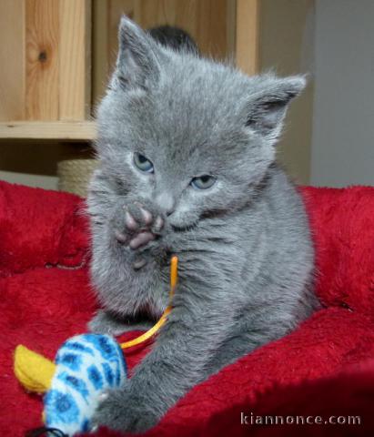 Deux chatons chartreux en adoption