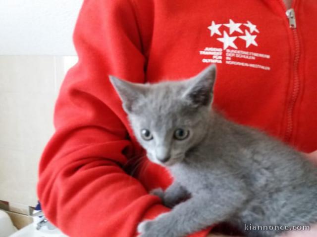 Superbes bb chartreux en adoption