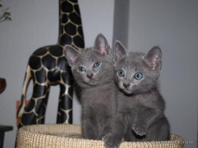 Deux superbes chatons chartreux gris à adopter