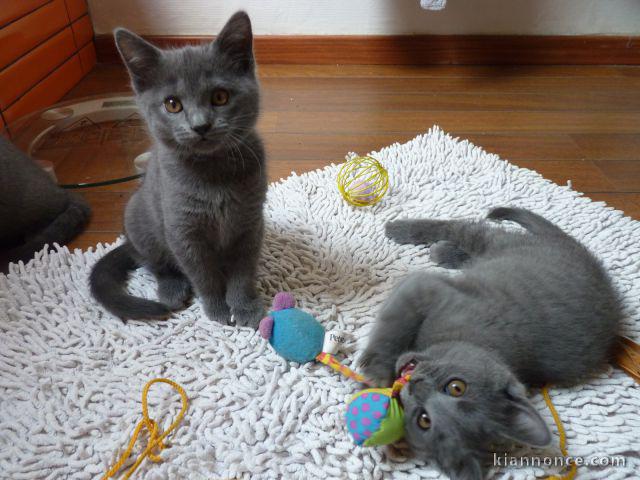 Magnifiques chatons chartreux