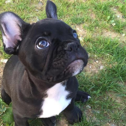 chiots bouledogues francais