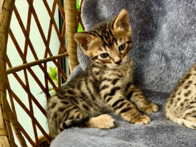 chatons bengal non LOOF 