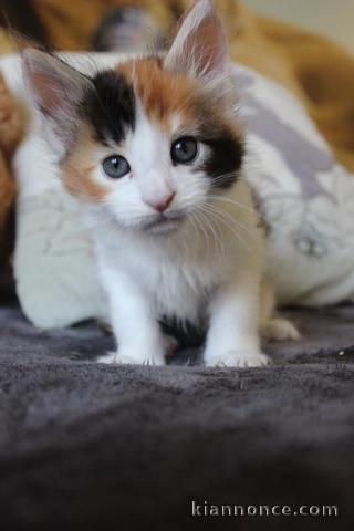 A donner Magnifiques chatons main coon