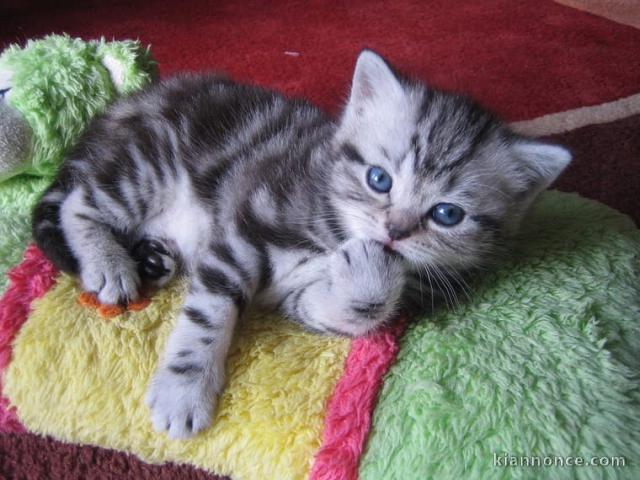 Deux chatons British shorthair