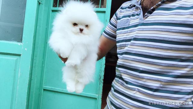 Bonjour a vous ,  Chiots de race Spitz nain  mâles et femelles 