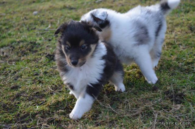 Magnifique chiots berger shetland a donner