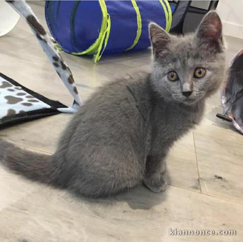 2 chatons chartreux gris 