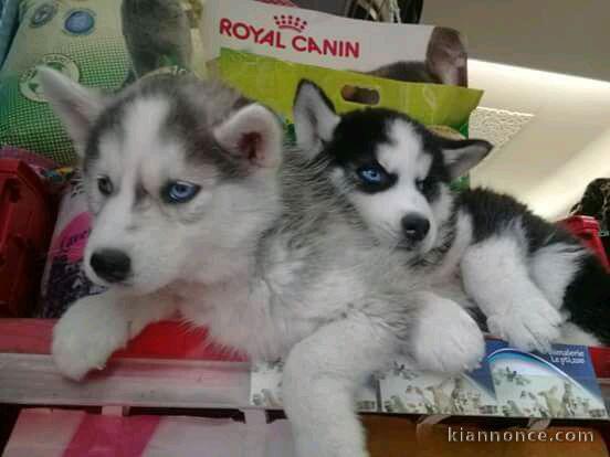 Mgnifiques chiots husky siberien