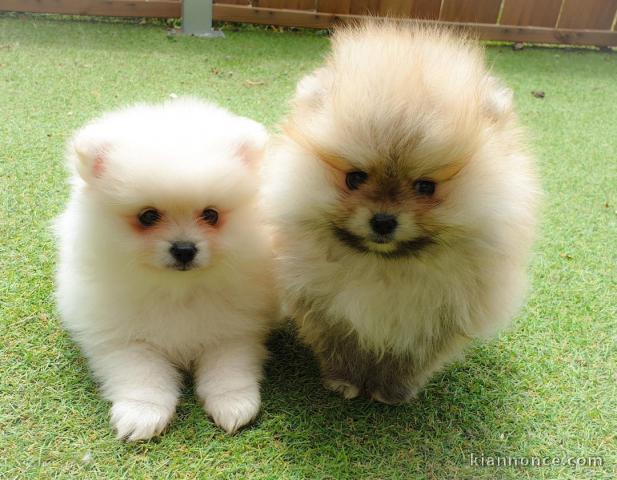 Magnifique Chiots spitz mâle et femelle