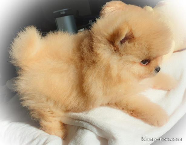 Magnifique Chiots spitz mâle et femelle